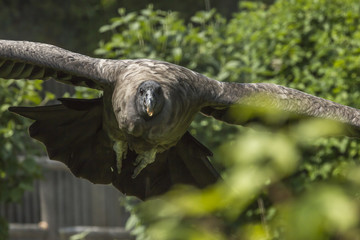 Andenkondor (Vultur gryphus)