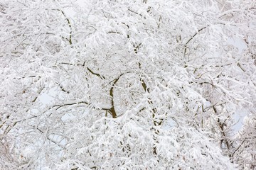 Beautiful winter trees branches with a lot of snow