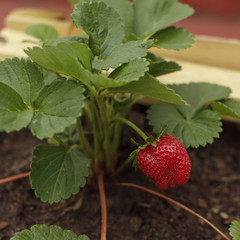 Organic plant and fruit of strawberry