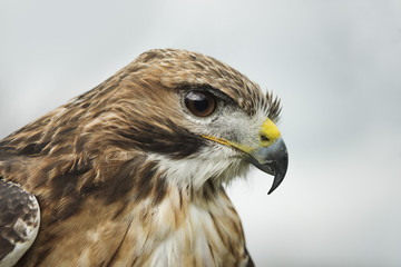 Red tailed hawk, an American raptor, bird of prey
