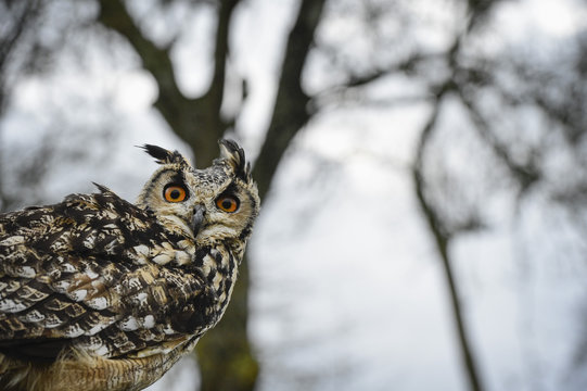 Eagle owl, raptor, bird of prey, Rhayader, Mid Wales