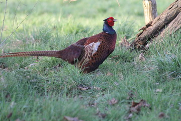 common pheasant