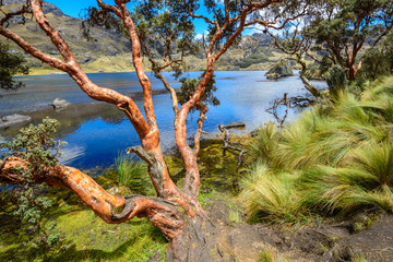 Paper tree in Cajas National Park, Ecuador © Noradoa