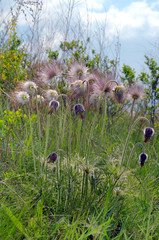 Eastern pasqueflower (Pulsatilla patens), Ukraine