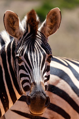 Obraz na płótnie Canvas Zebra with his big nose