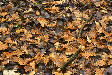 Autumn 