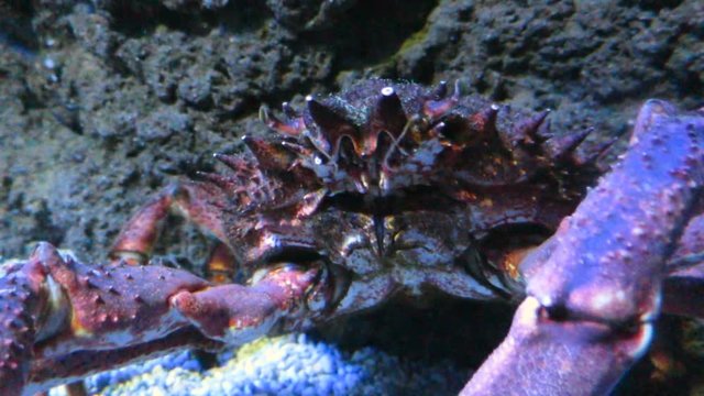 saltwater fish named spider crab or Maja Squinado, moving its antennae eating in aquarium
