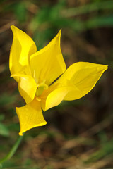 Didier's tulip or Garden tulip (Tulipa gesneriana L, Tulipa schr