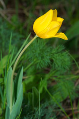Didier's tulip or Garden tulip (Tulipa gesneriana L, Tulipa schr