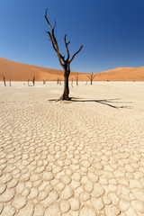 Dead Vlei - Sossusvlei, Namibia