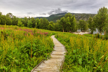 Wooden walkway to the viewpoint of beautiful fjord  among meadow of flowers,  on cloudy day, Nothen Norway.