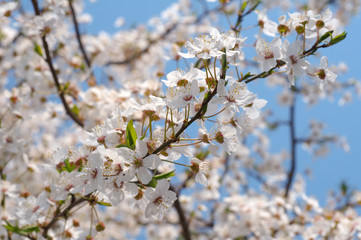 Blossoming Cherry (Prunus avium), Ukraine