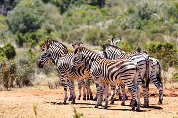 Burchell's Zebras grouping together