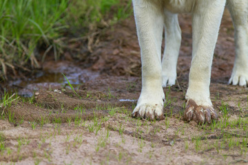 schmutzige Pfoten eines Labrador Retriever Hundes