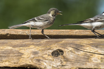 Bachstelze auf Nahrungssuche