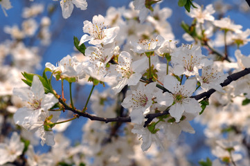 Blossoming Cherry (Prunus avium), Ukraine