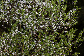 Apple tree spring