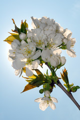 Blossoming Peach tree (Prunus persica)