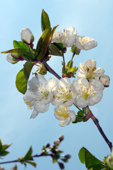 Blossoming Peach tree (Prunus persica), Ukraine