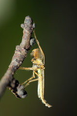Buzzer midge (Chironomus plumosus), male, non-biting midge, Ukra