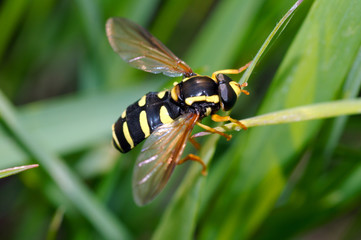 Hoverfly (Spilomyia diophthalma), Ukraine