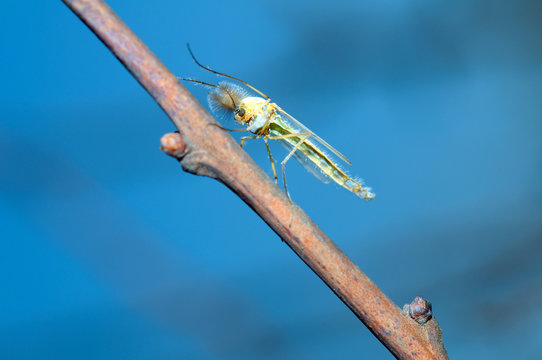 Buzzer midge (Chironomus plumosus), male, non-biting midge, Ukra