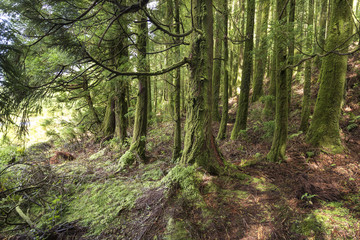 Ilha de São Miguel  Açores Portugal