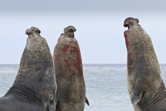 Three southern elephant seal (Mirounga leonina) bulls rear up whilst doing battle, Sea Lion Island, Falkland Islands 