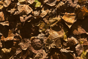 Autumn maple leaves background