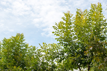 group of green leaf and skygreen leaf from garden,green leaf make oxygen and part of tree