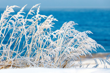 The grass covered with frost and snow on a background of blue se