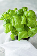 Fresh basil herb