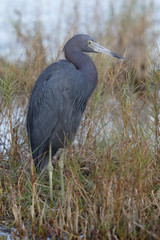 Little Blue Heron - Merritt Island Wildlife Refuge, Florida