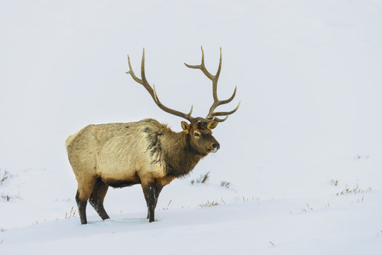 Yellowstone Elk