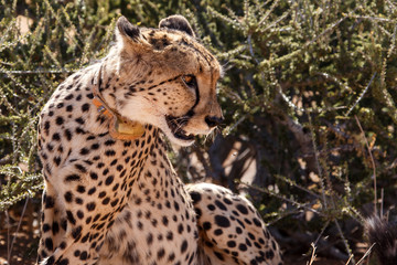 Cheetah in Sossusvlei, Namibia