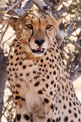 Cheetah in Sossusvlei, Namibia