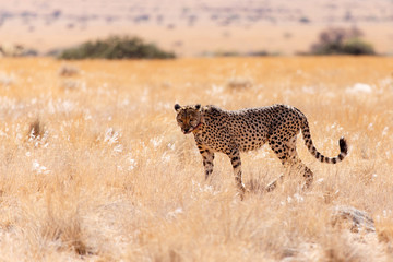 Cheetah Eats in Sossusvlei, Namibia