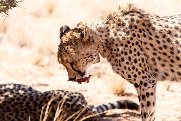 Cheetah Eats in Sossusvlei, Namibia