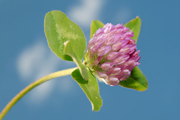 Purple-globe Clover, owl head clover (Trifolium alpestre)