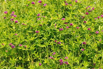 Wild flowers of Siberia. Lake Baikal, Siberia, Russian Federatio