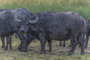 Fototapeta premium Water Buffalo in Thailand