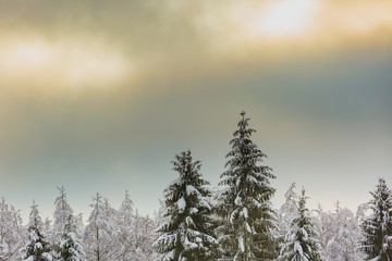 Close up sun and forest trees branches at snowy winter day