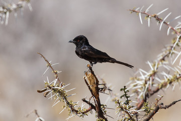 Fork-Tailed Drongo - Etosha Safari Park in Namibia