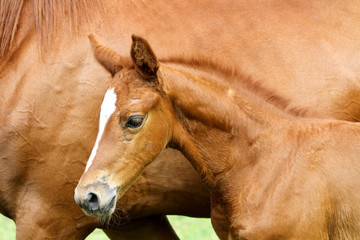 Side view portrait hestnut colored filly with mare