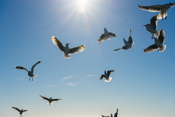 Silhouette image of flying seagulls