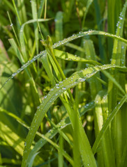 Drops of dew on the leaves of daylily