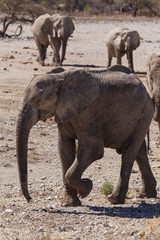 Fototapeta premium Elephant - Etosha Safari Park in Namibia