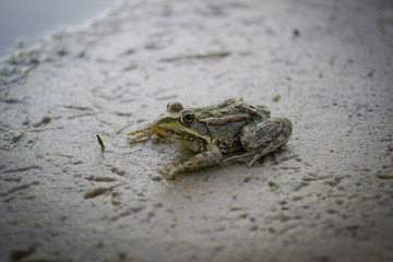 river toad