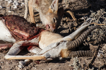 Jackal Eating Springbok - Etosha Safari Park in Namibia