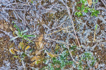 Ice structure on plants